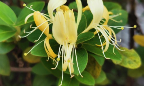 红糖姜茶加蜂蜜功效-【喝红糖蜂蜜姜水的好处】喝红糖蜂蜜姜水的好处 - 红糖蜂蜜姜水的功效与作用网